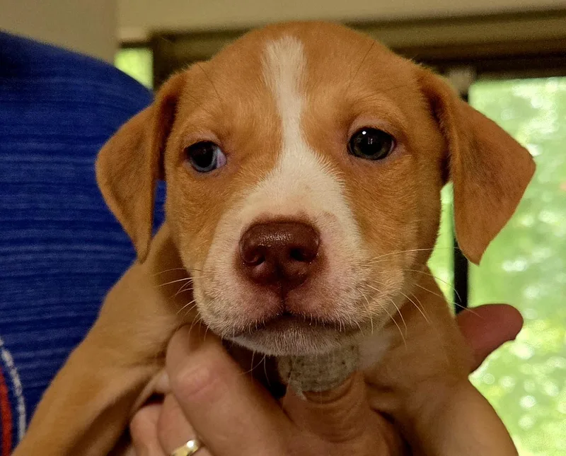 A baby medium-sized female Red / Chestnut / Orange Mixed Breed dog named Wave for adoption in Gainesville, FL