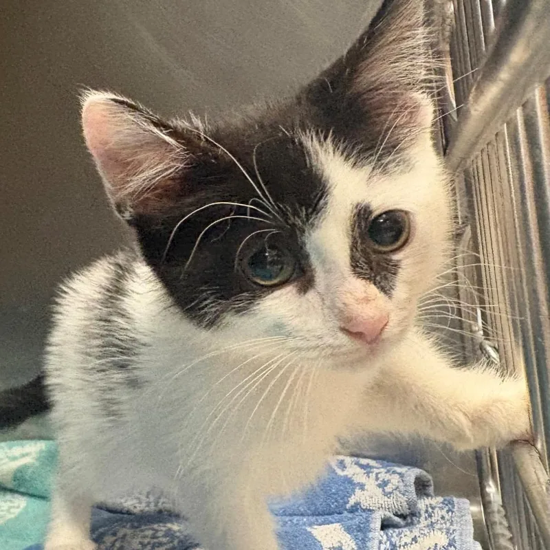 A baby small-sized female White Domestic Short Hair cat named Georgia for adoption in East Hanover, NJ