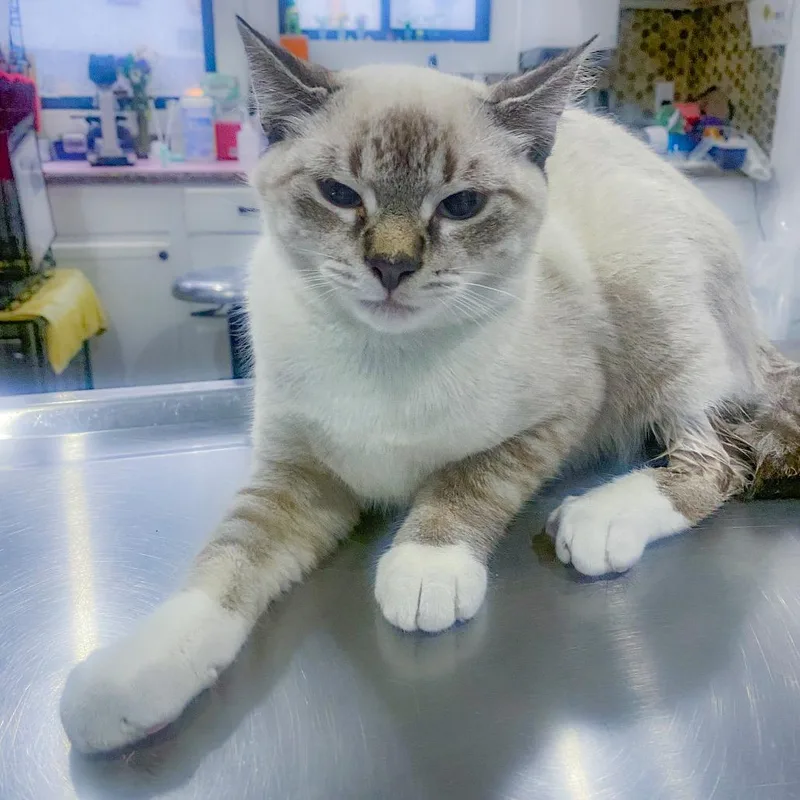 A young medium-sized male Gray / Blue / Silver Domestic Short Hair cat named Manta Ray for adoption in Chapel Hill, NC