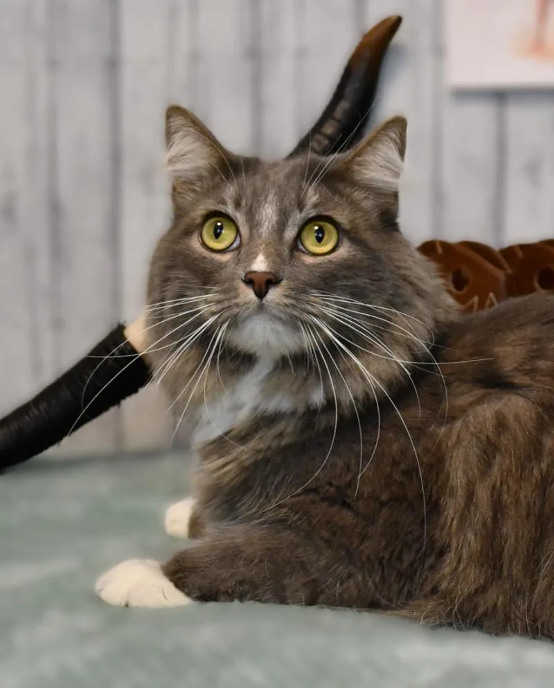 An adult extra large-sized male Domestic Long Hair cat named Tully for adoption in Roanoke, TX