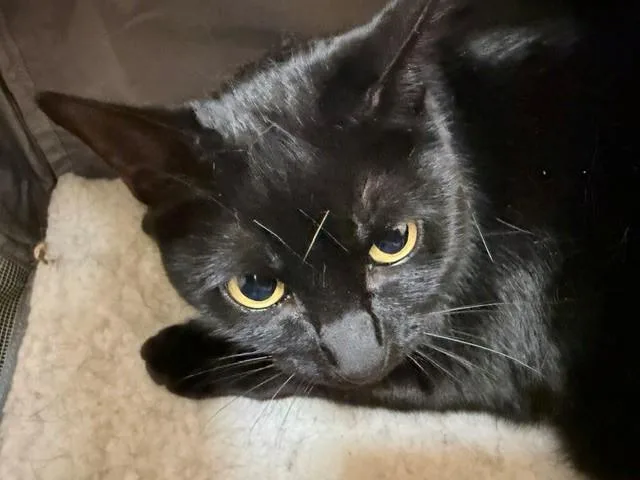 An adult small-sized female Domestic Short Hair cat named Pepper for adoption in Fairfield, CA