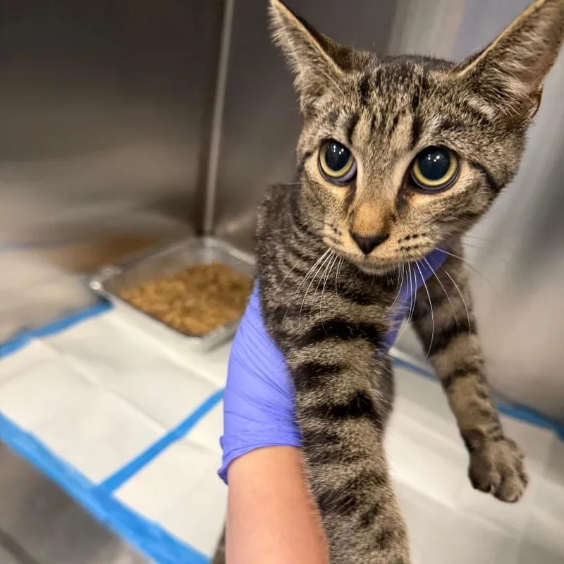 A baby small-sized male Domestic Short Hair cat named Cobra for adoption in Greensboro, NC