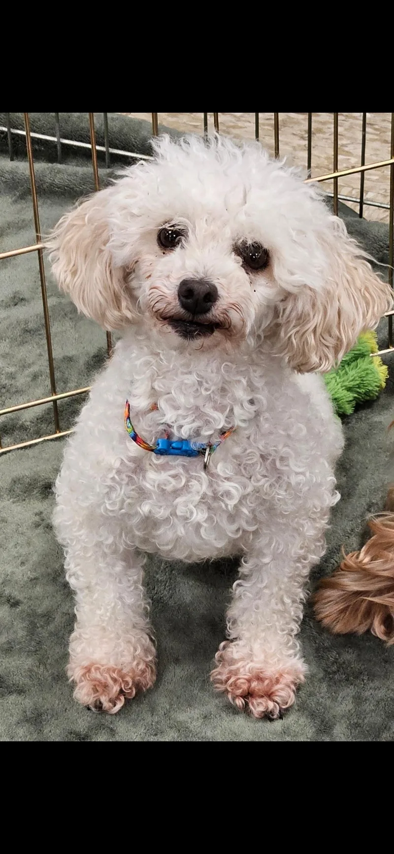 Lia