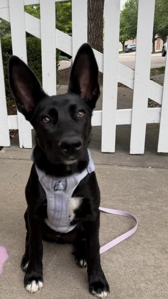 A baby medium-sized female Black Shepherd dog named Moonshine for adoption in Commerce City, CO