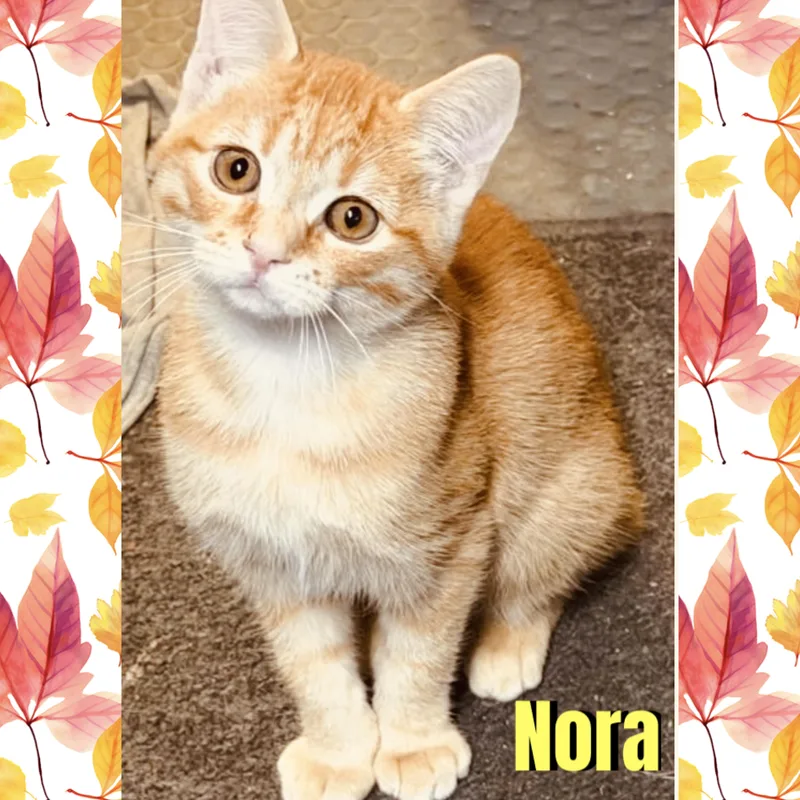 A baby medium-sized female Orange & White Domestic Short Hair cat named Nora for adoption in Red Lodge, MT