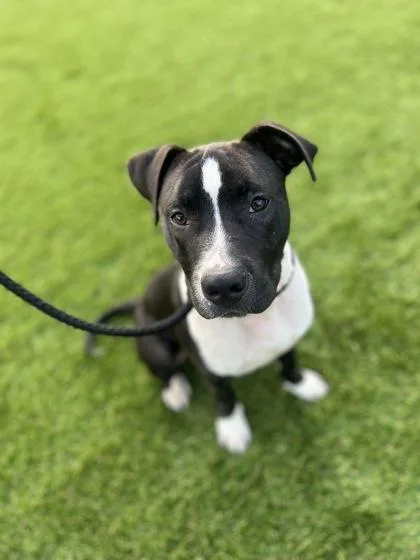 Apollo