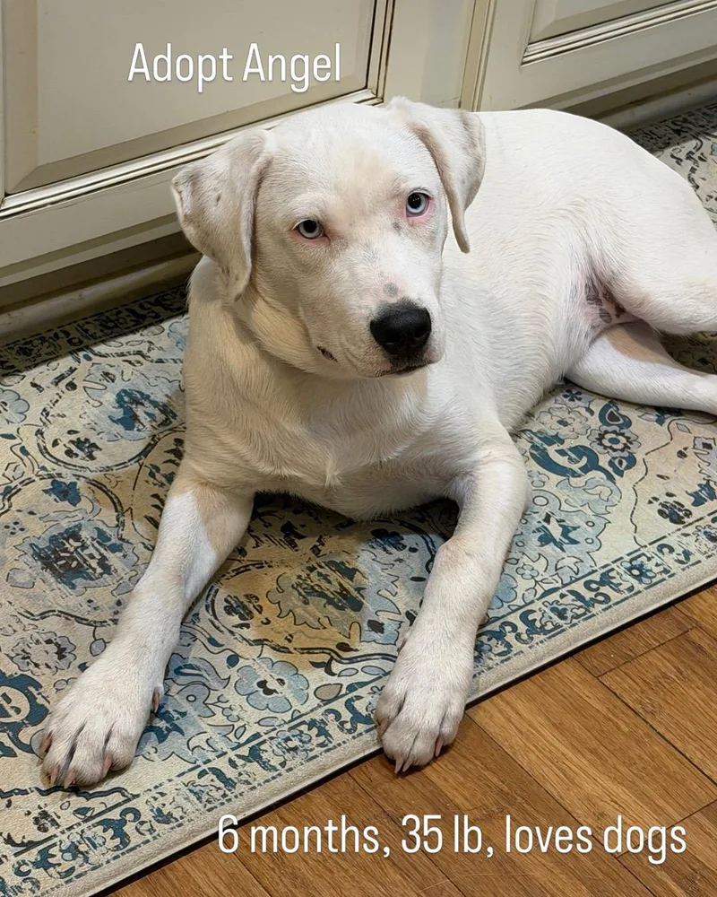 A young medium-sized female Labrador Retriever dog named Angel low fee for adoption in Brierfield, AL