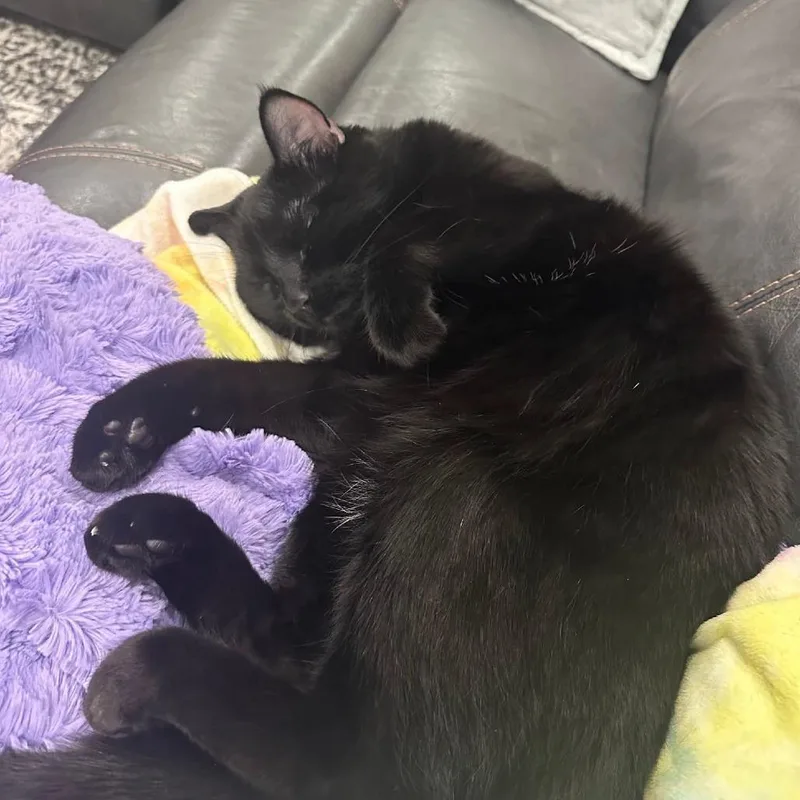 An adult small-sized female Black Domestic Short Hair cat named Mila for adoption in Layton, UT