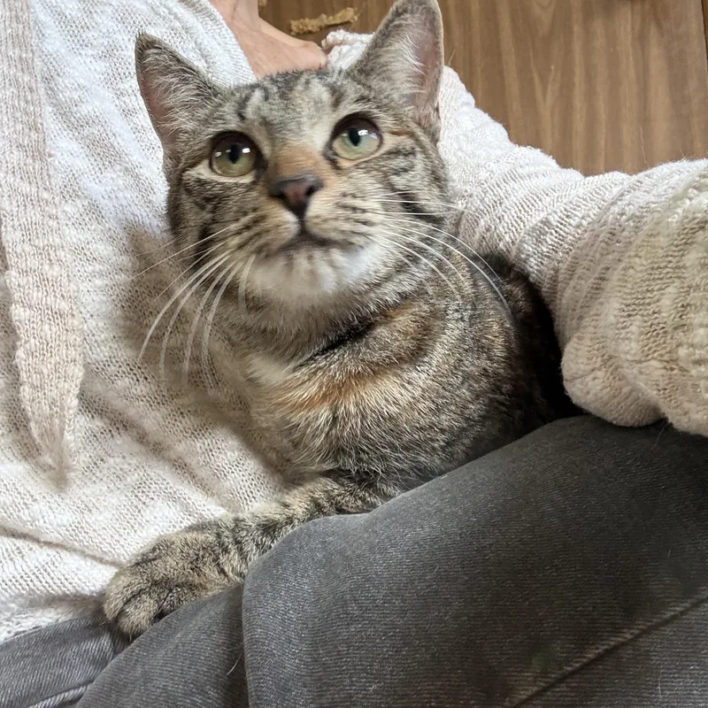 A baby medium-sized female Tabby (Tiger Striped) Tabby cat named Lily for adoption in Linden, NJ