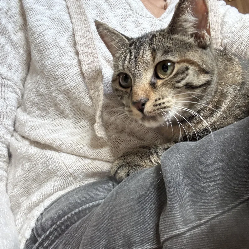 Lily thumbnail 3