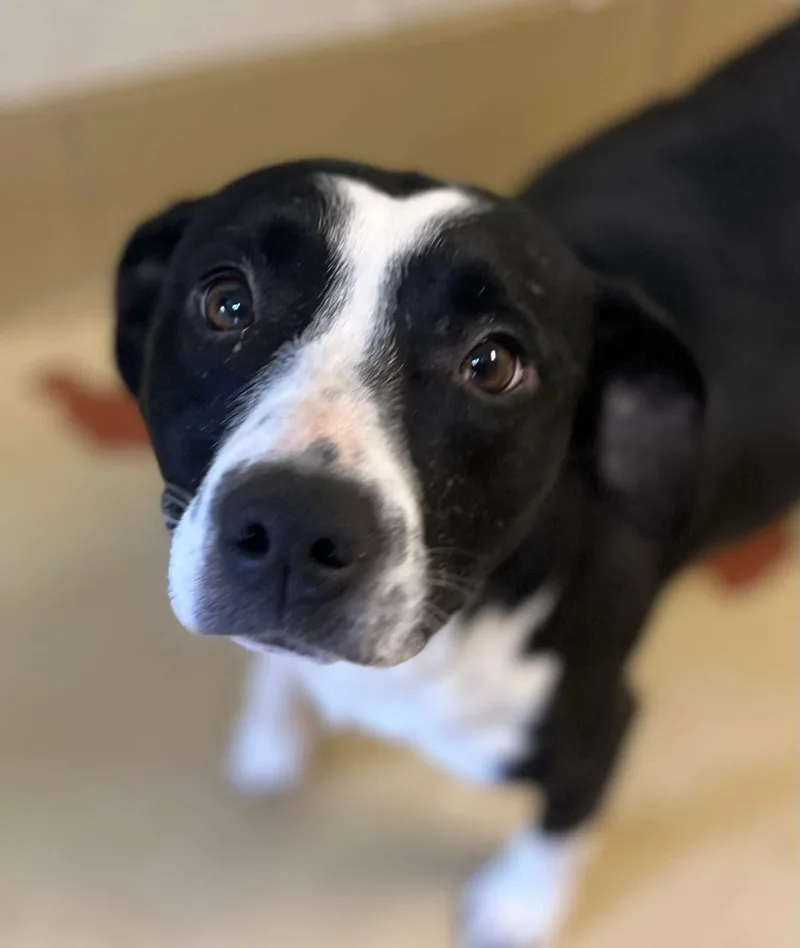 Gemma