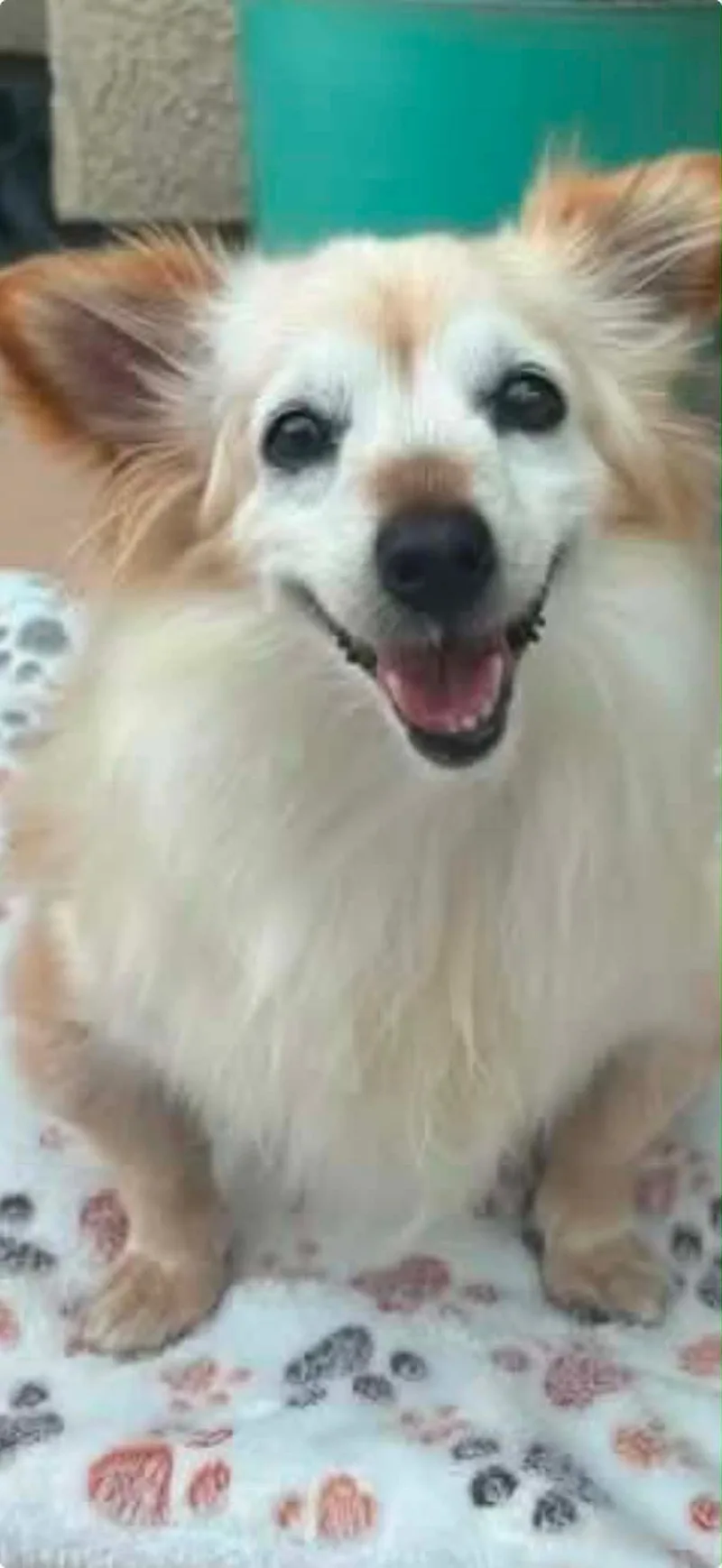 A senior small-sized female Pomeranian dog named Ms. Winnie for adoption in Gardnerville, NV