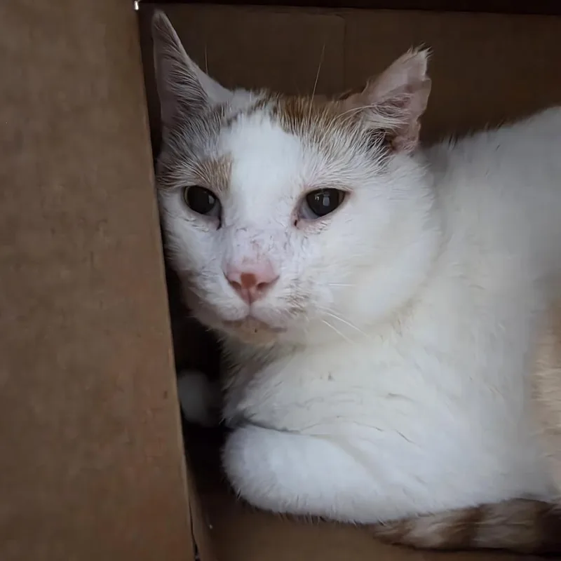 A senior extra large-sized male White Domestic Short Hair cat named Jay Gatsby for adoption in Oshkosh, WI
