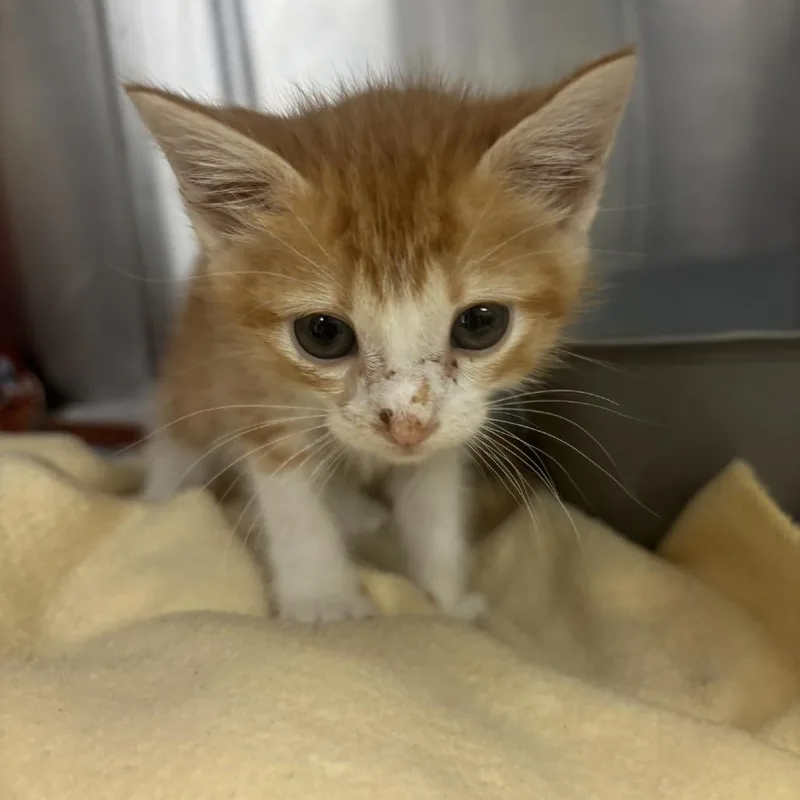 A baby small-sized female Orange / Red Domestic Short Hair cat named Marina for adoption in Houston, TX