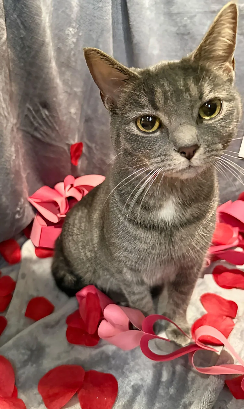 A baby medium-sized female Domestic Short Hair cat named Pebble: Visit At Lynchburg for adoption in Rustburg, VA