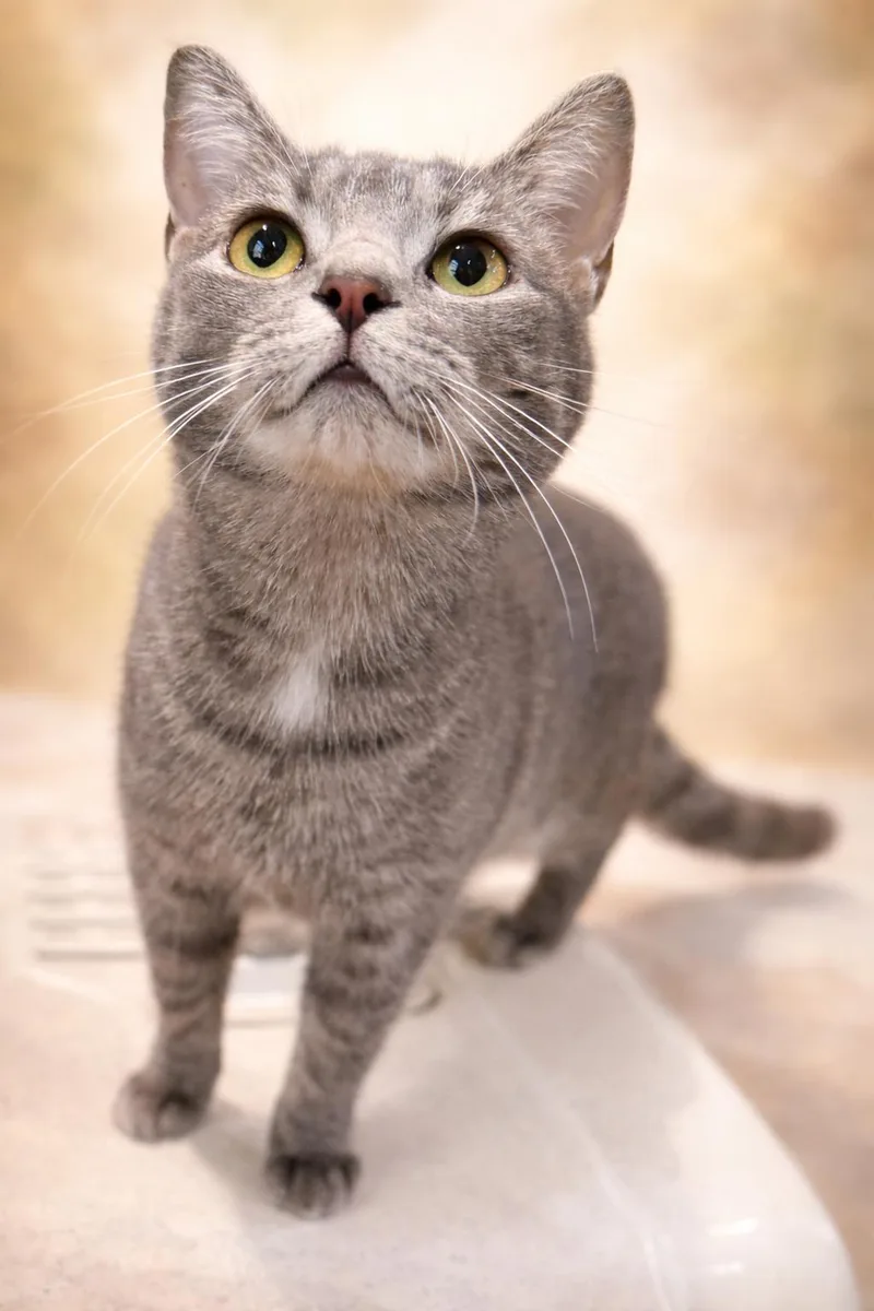 Pebble: Visit At Lynchburg thumbnail 3