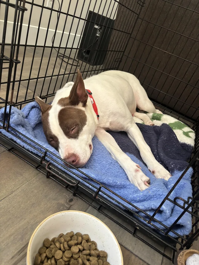 A young medium-sized female Pit Bull Terrier dog named Valencia for adoption in Cumming, GA