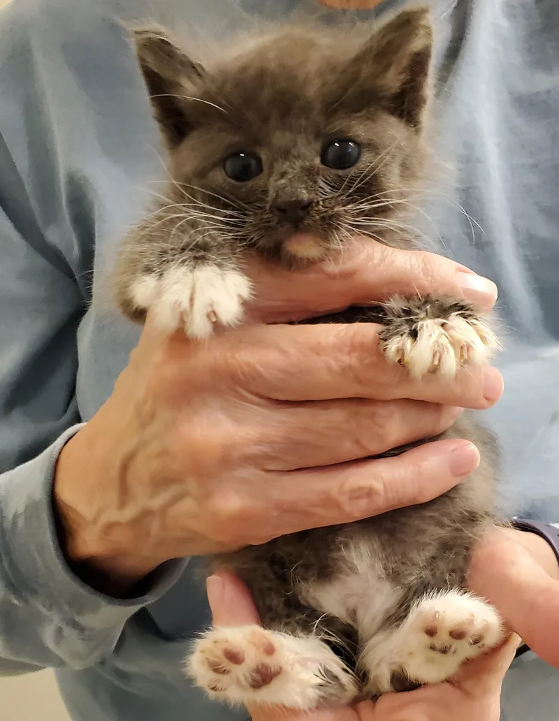 A baby medium-sized female Gray & White Domestic Short Hair cat named Pearl for adoption in Smyrna, DE