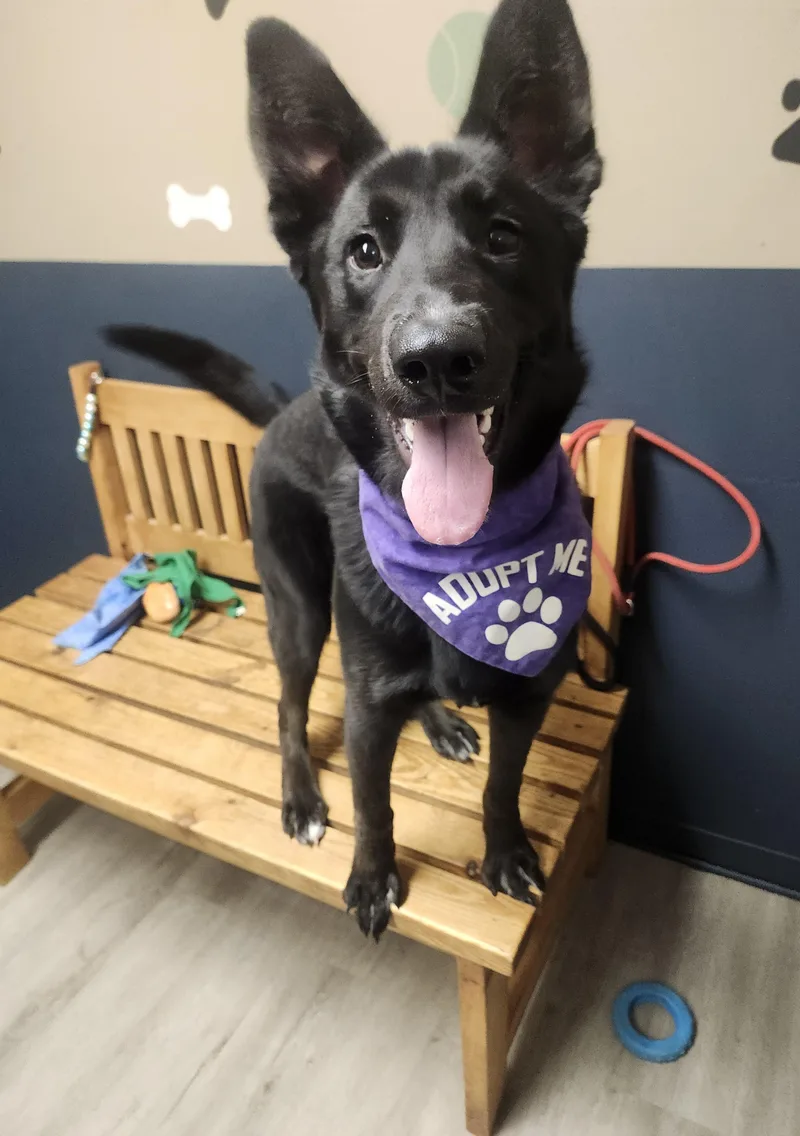 Chevelle thumbnail 2