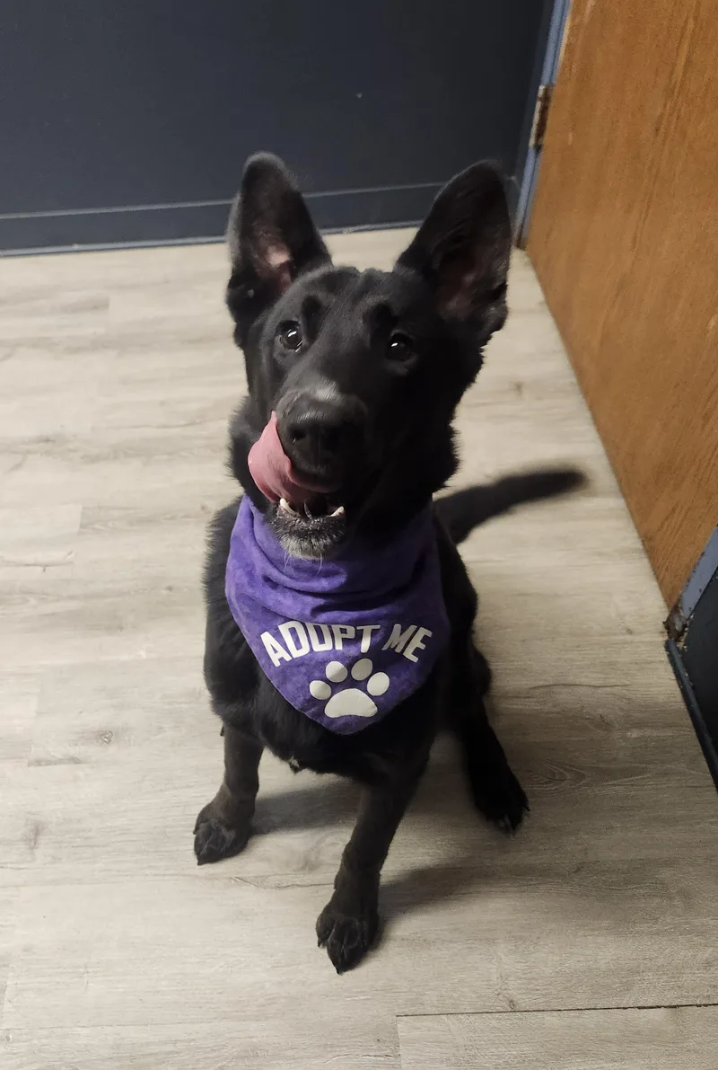 Chevelle thumbnail 3