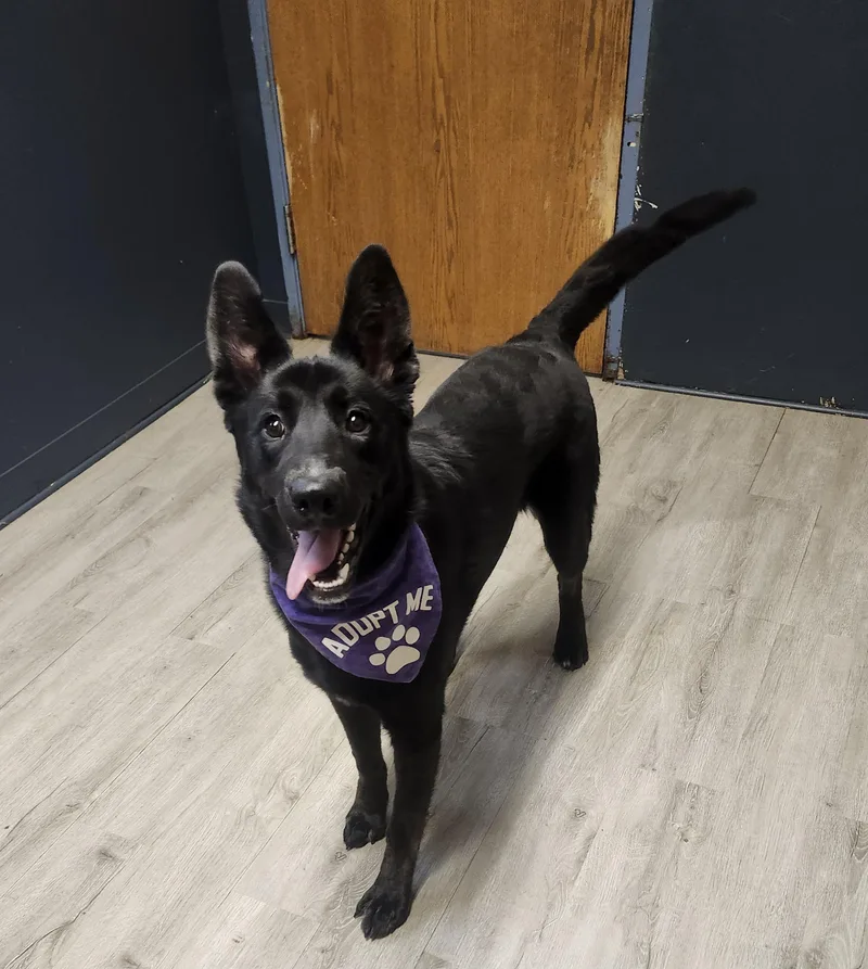 Chevelle thumbnail 4