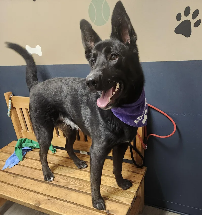 A young medium-sized male Black German Shepherd Dog dog named Chevelle for adoption in Mansfield, OH