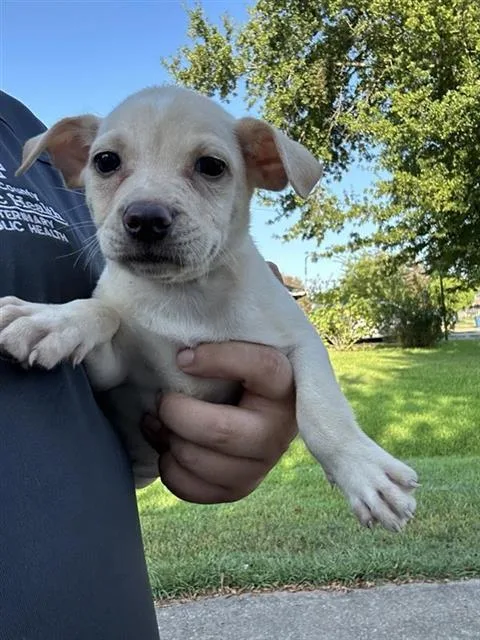 A baby small-sized female Labrador Retriever dog named A for adoption in Houston, TX
