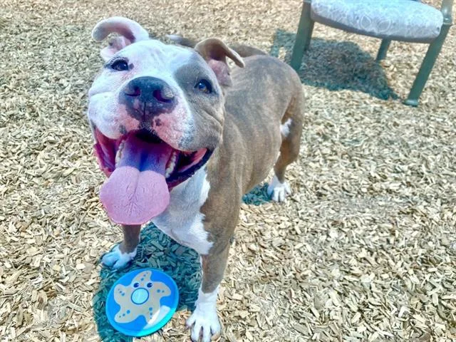 An adult medium-sized male Pit Bull Terrier dog named John for adoption in Albuquerque, NM