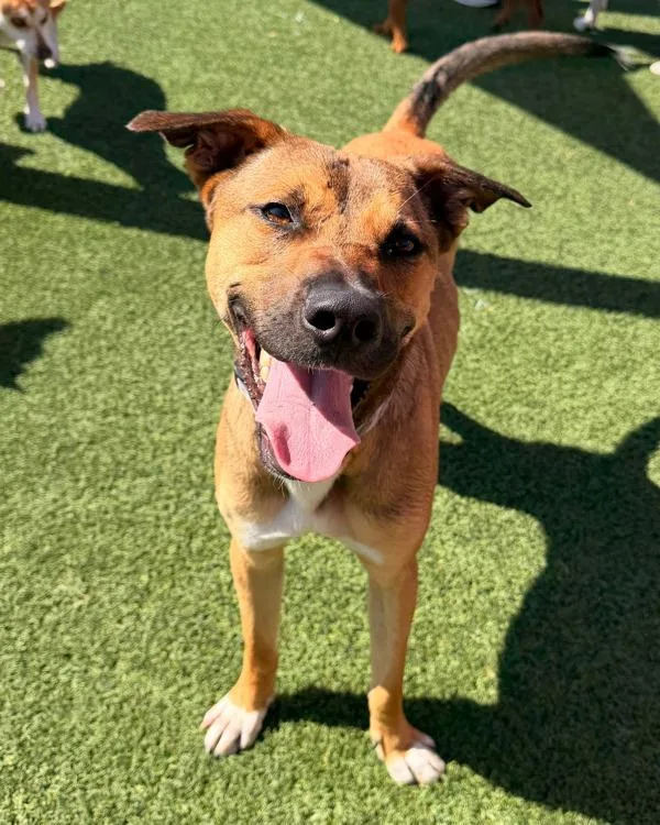 A young large-sized male Pit Bull Terrier dog named Benjamin for adoption in Novato, CA
