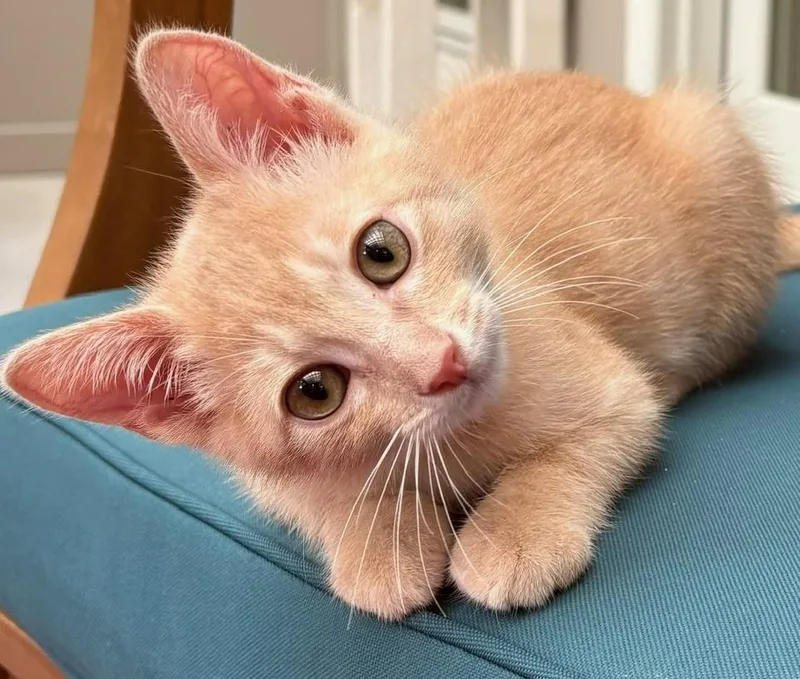 A baby small-sized male Orange / Red Domestic Short Hair cat named Chai for adoption in Austin, TX