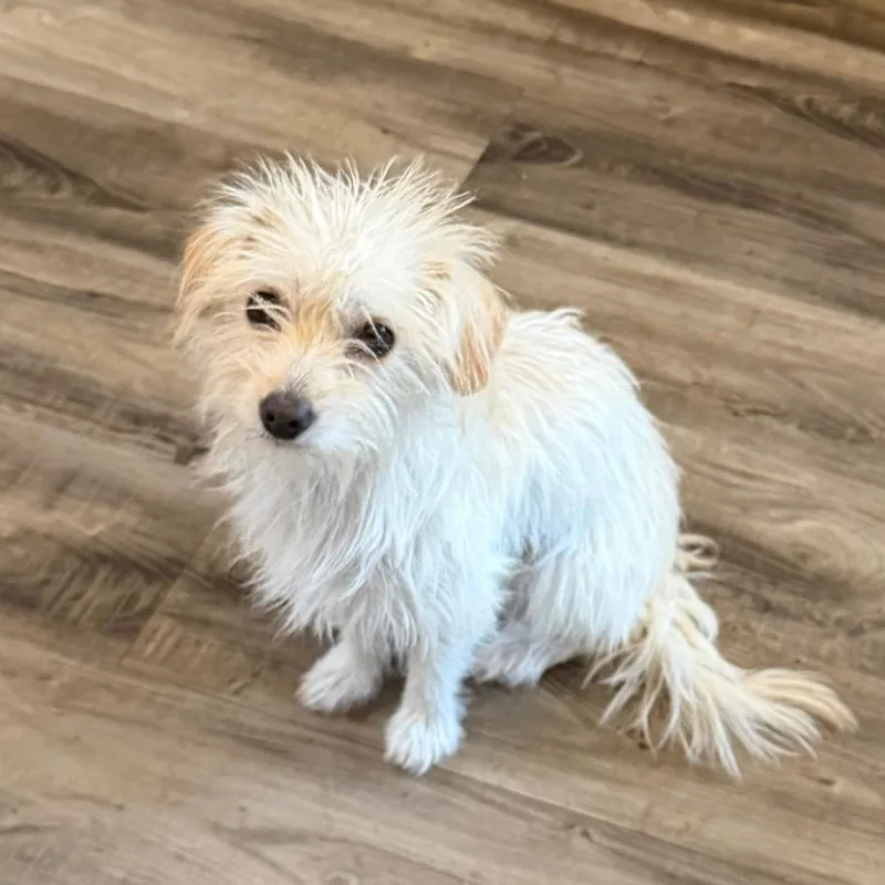 A young small-sized female White / Cream Terrier dog named Coconut for adoption in Las Vegas, NV