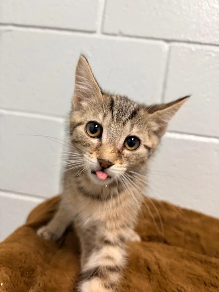 A baby medium-sized male Domestic Short Hair cat named Snorlax for adoption in Huntington, IN