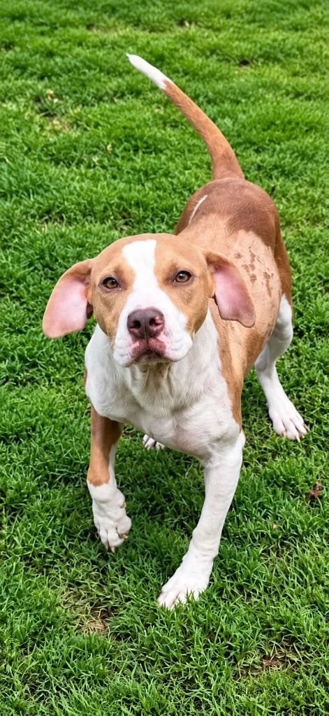 An adult medium-sized female Hound dog named Lois for adoption in East Ridge, TN