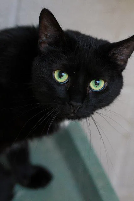 A senior small-sized female Domestic Short Hair cat named Jinx for adoption in Berlin, MD