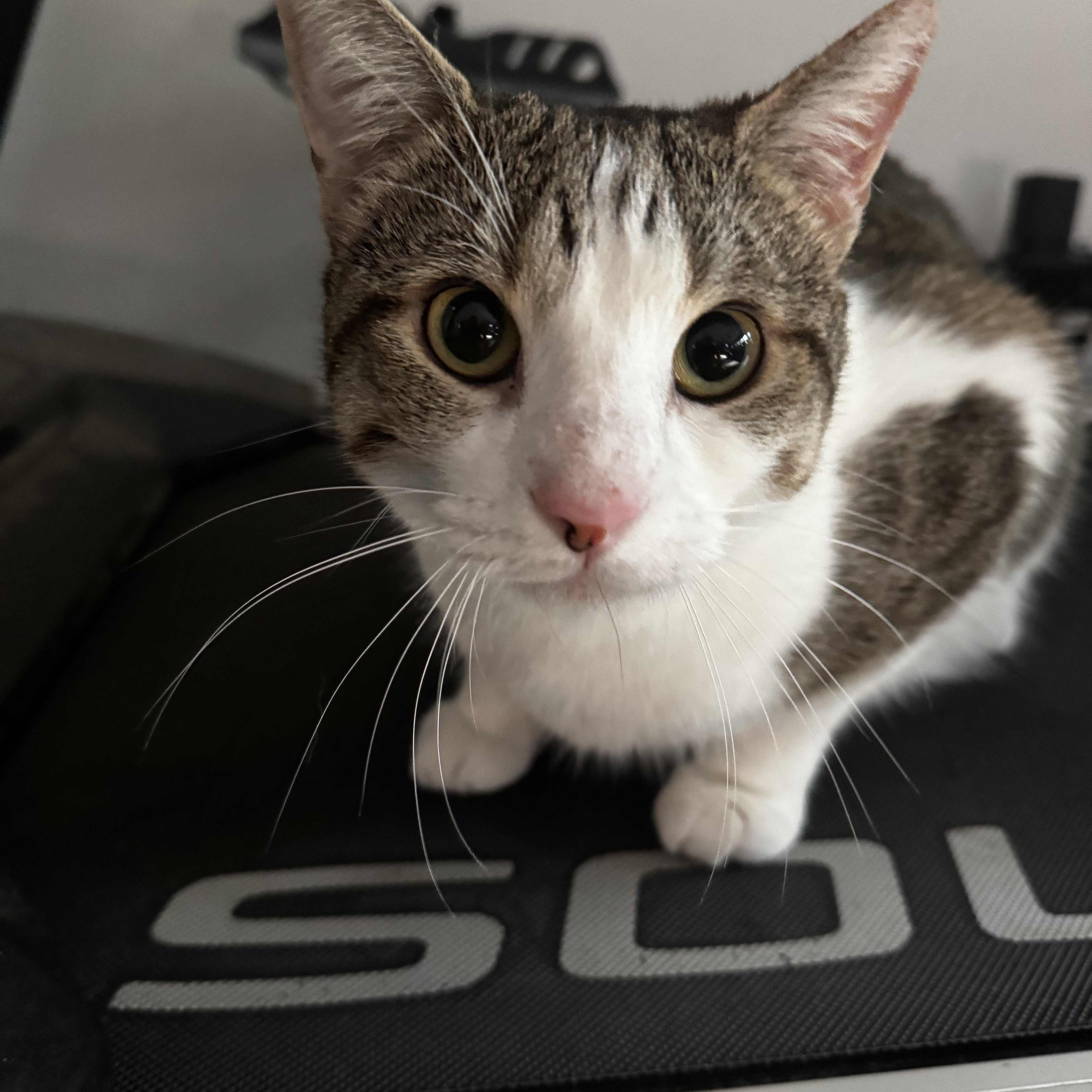 Rae And Star  thumbnail 2