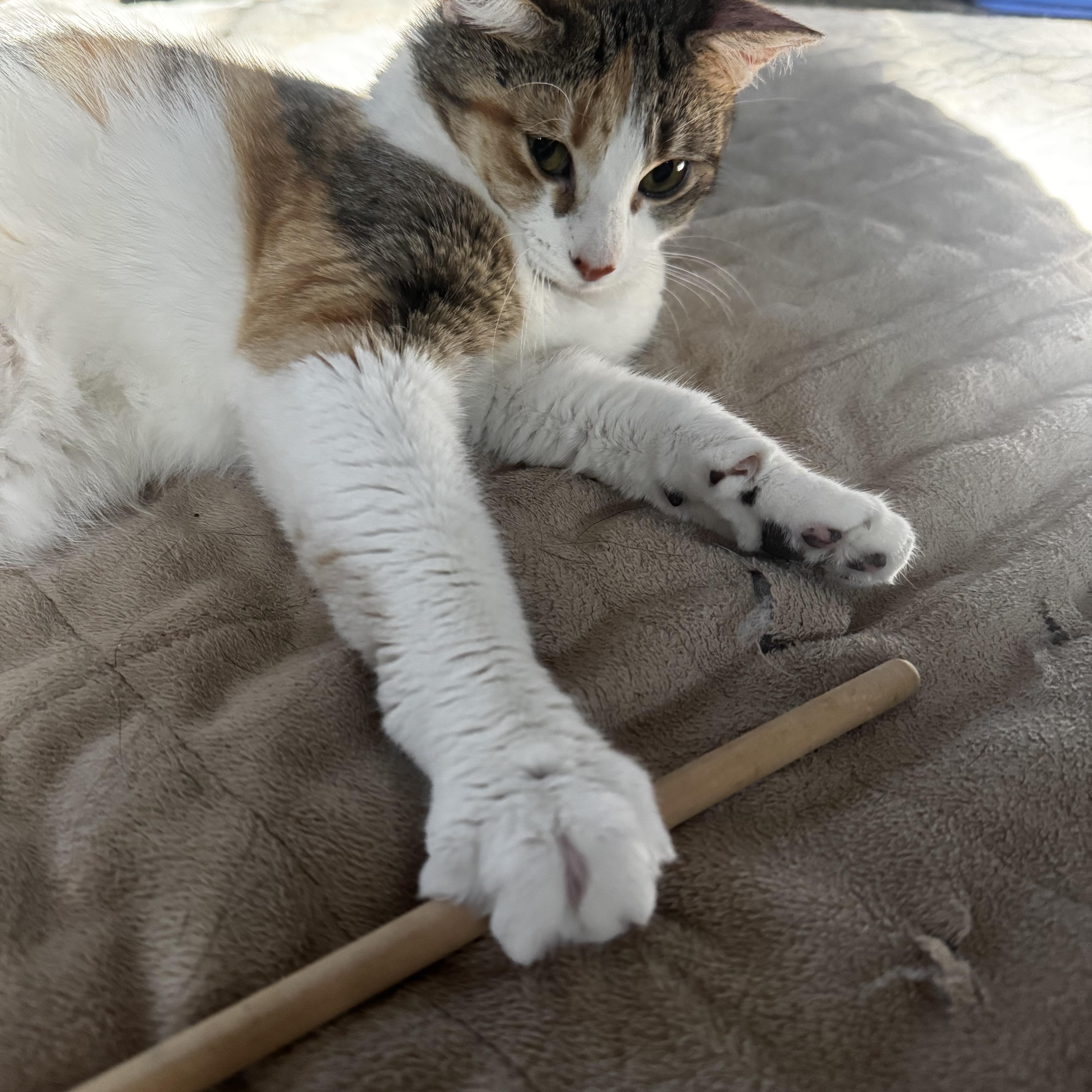 Rae And Star  thumbnail 3