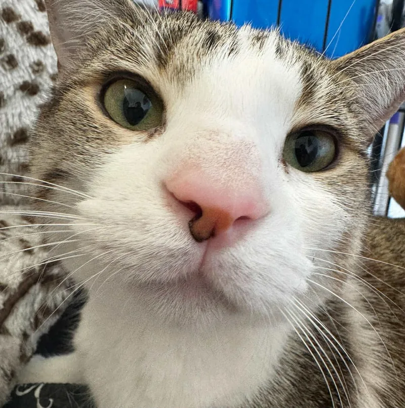 Rae And Star  thumbnail 4