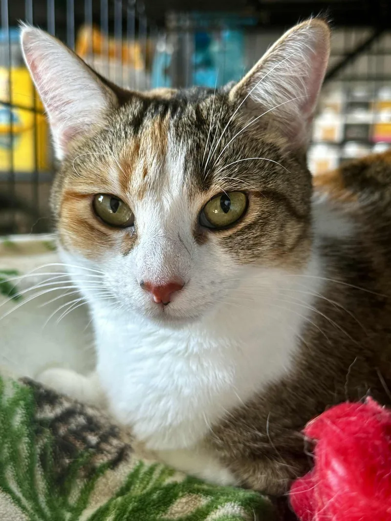 Rae And Star  thumbnail 5