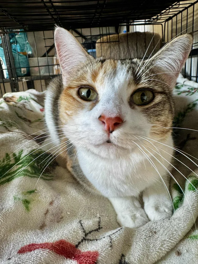 Rae And Star  thumbnail 6