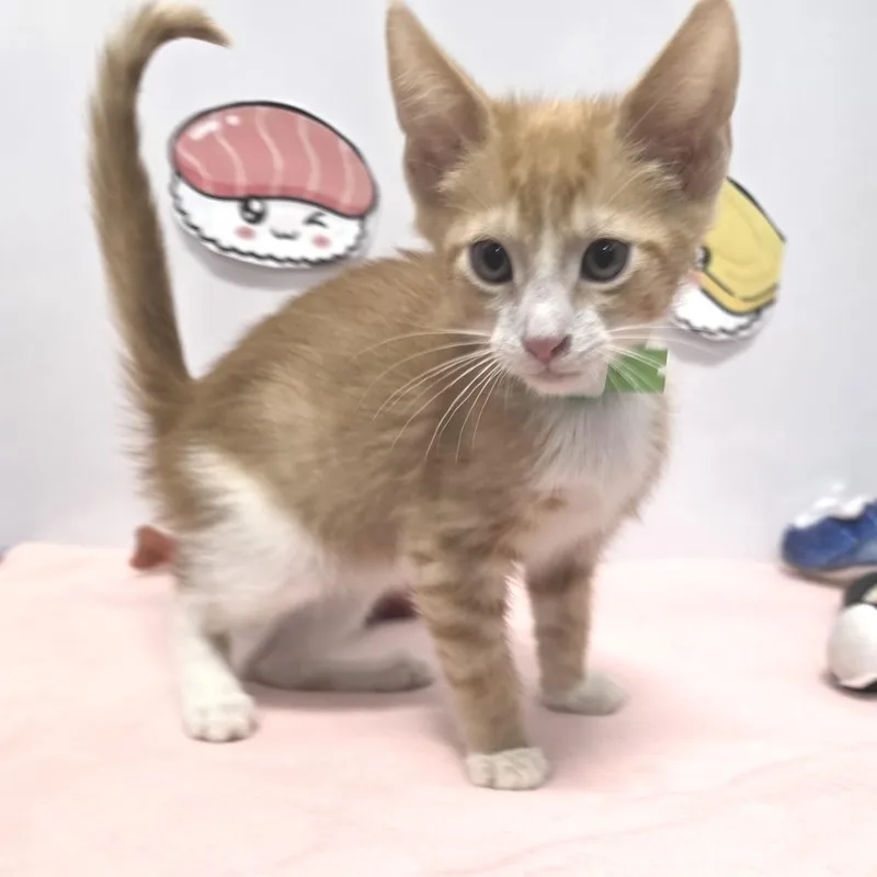 A baby small-sized male Orange / Red Domestic Short Hair cat named Spicy Tuna Roll for adoption in Fort Wayne, IN