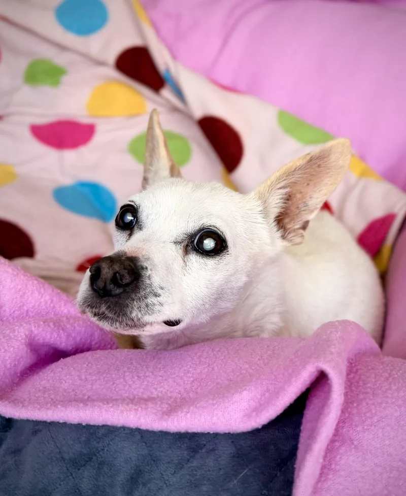 A senior small-sized male White / Cream Chihuahua dog named Casper for adoption in Mount Juliet, TN