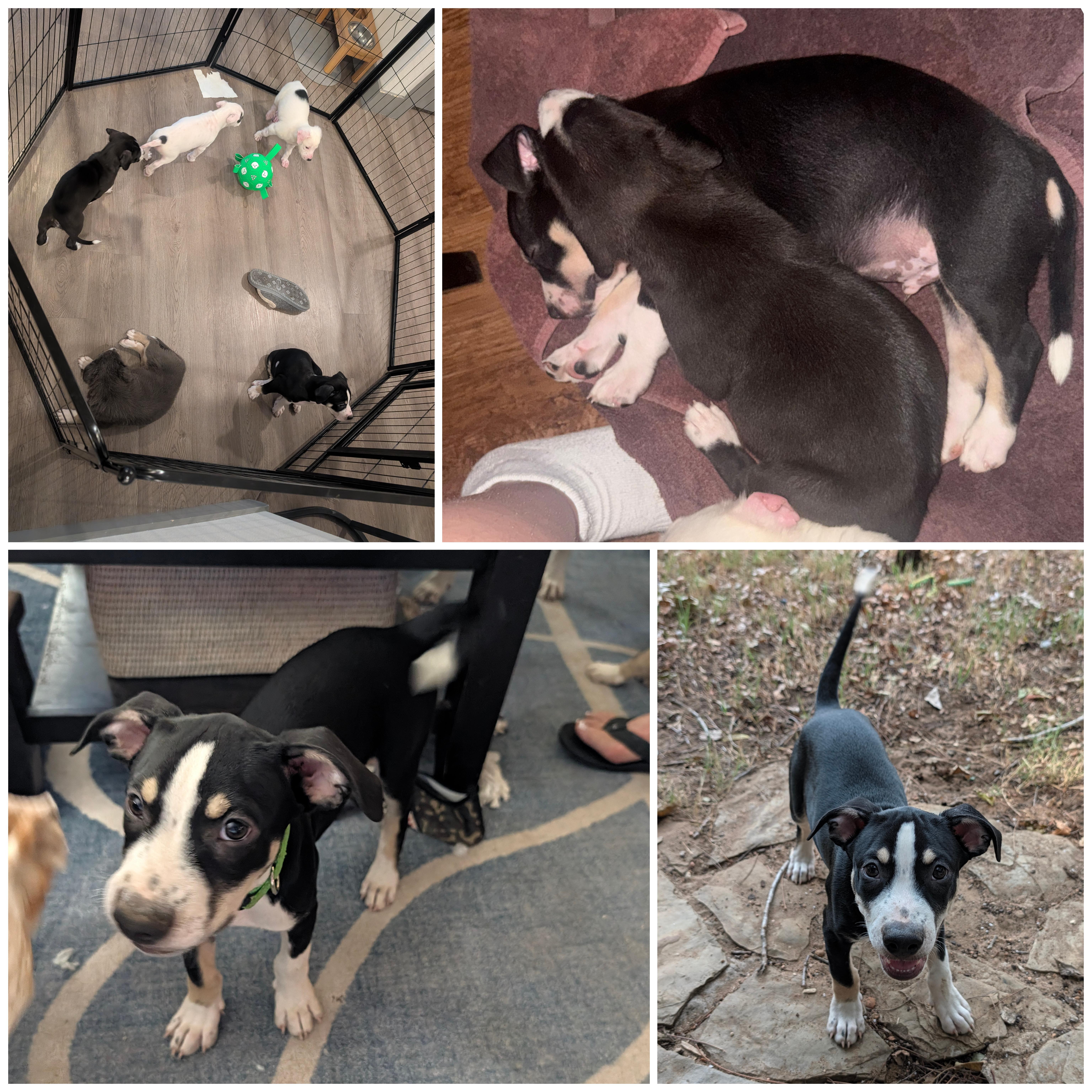 A baby medium-sized male Tricolor (Brown, Black, & White) Mixed Breed dog named Bear for adoption in Bastrop, TX