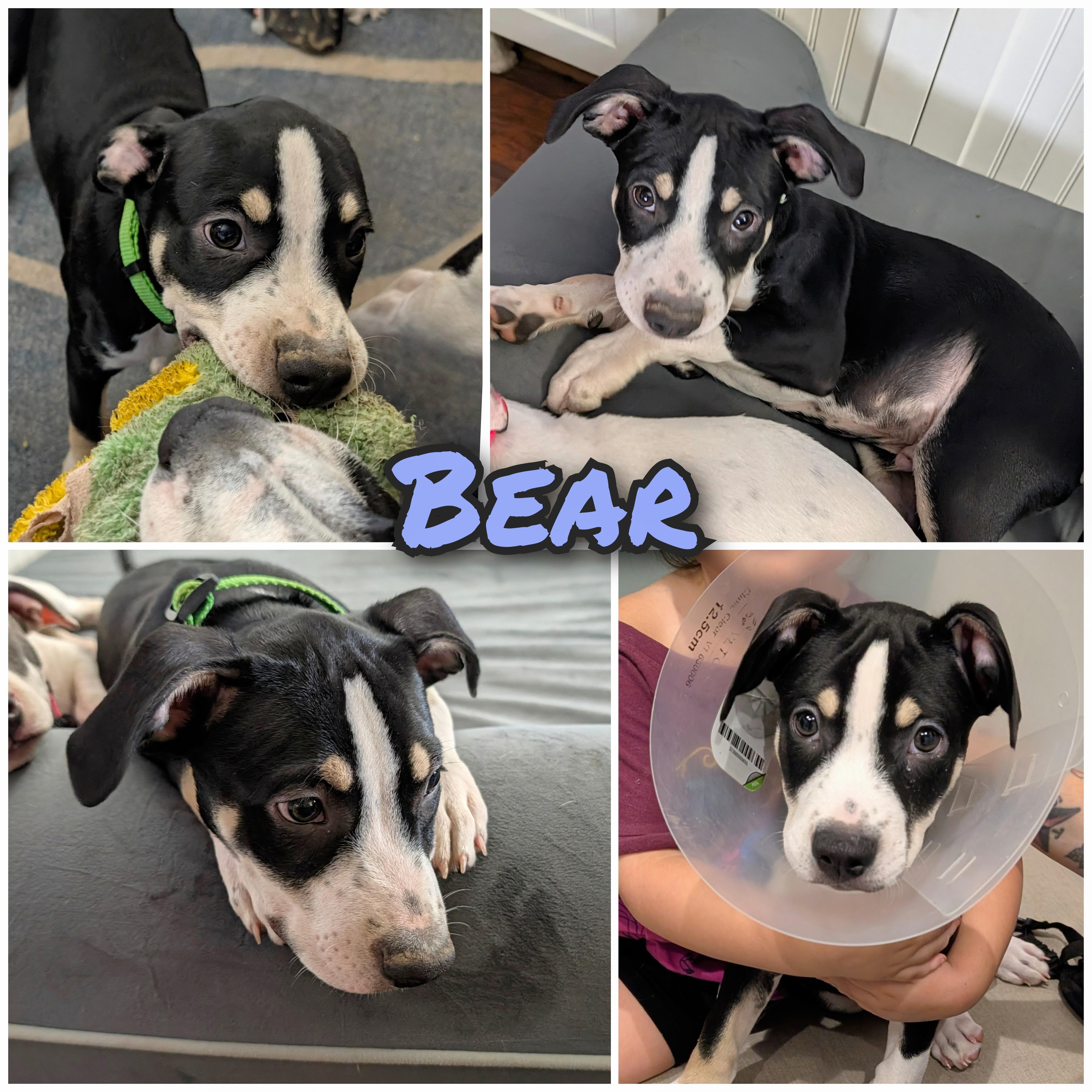 Bear thumbnail 3