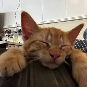 A baby medium-sized female Tabby (Orange / Red) Domestic Short Hair cat named Egory for adoption in Owatonna, MN