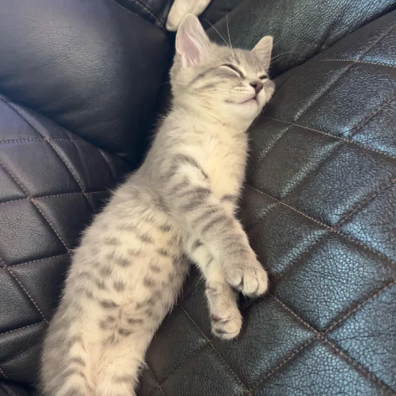 A baby small-sized female Gray / Blue / Silver Domestic Short Hair cat named Barakah for adoption in Rochester, MN