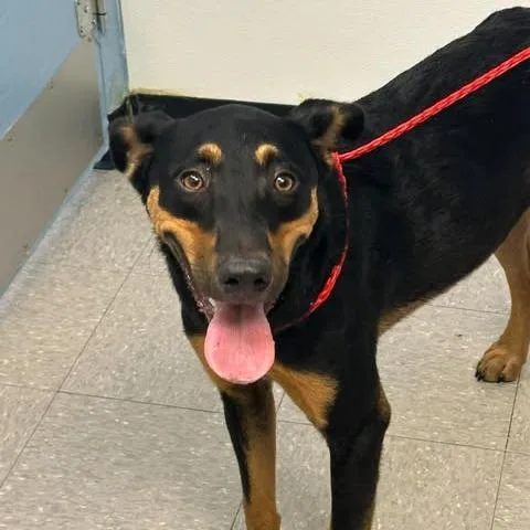 A young medium-sized male Doberman Pinscher dog named Darwin for adoption in Bastrop, TX