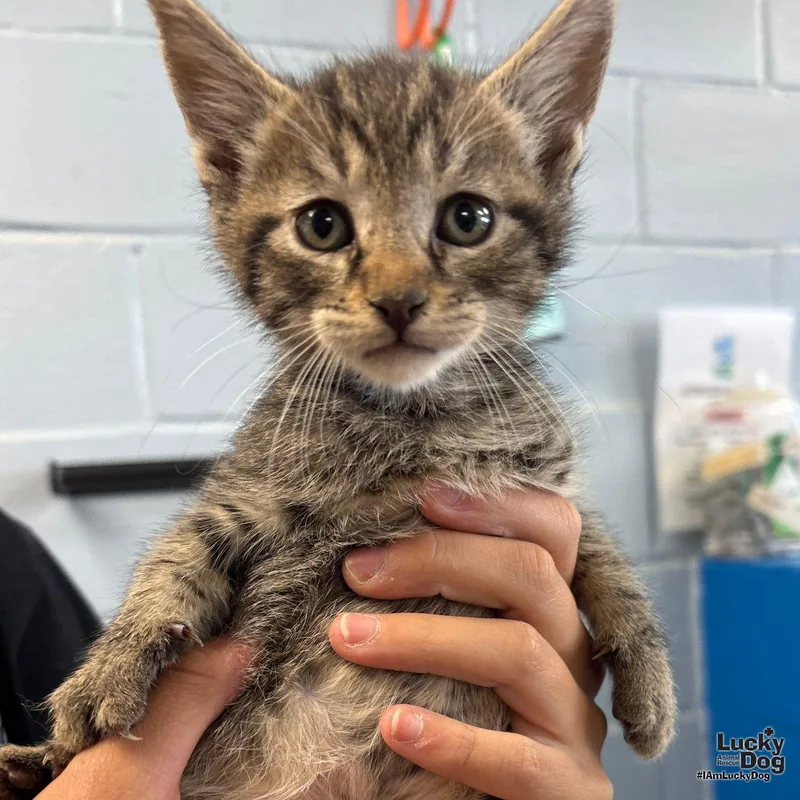 A baby medium-sized male Domestic Short Hair cat named Pickle for adoption in Washington, DC