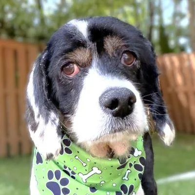 A senior medium-sized male Cocker Spaniel dog named Hank for adoption in Arlington, VA