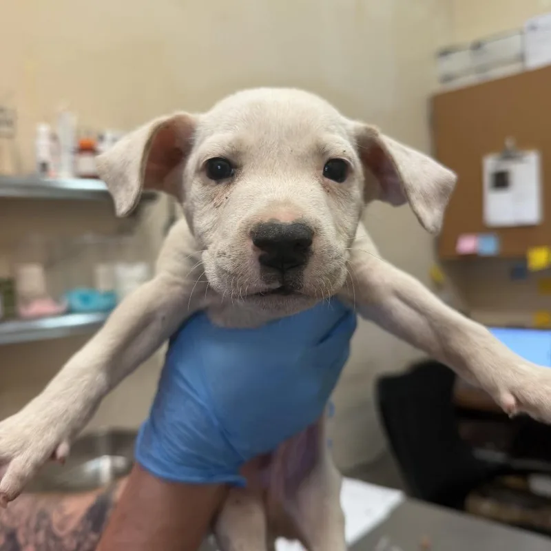 A baby small-sized male White / Cream Pit Bull Terrier dog named Wyatt for adoption in Birmingham, AL