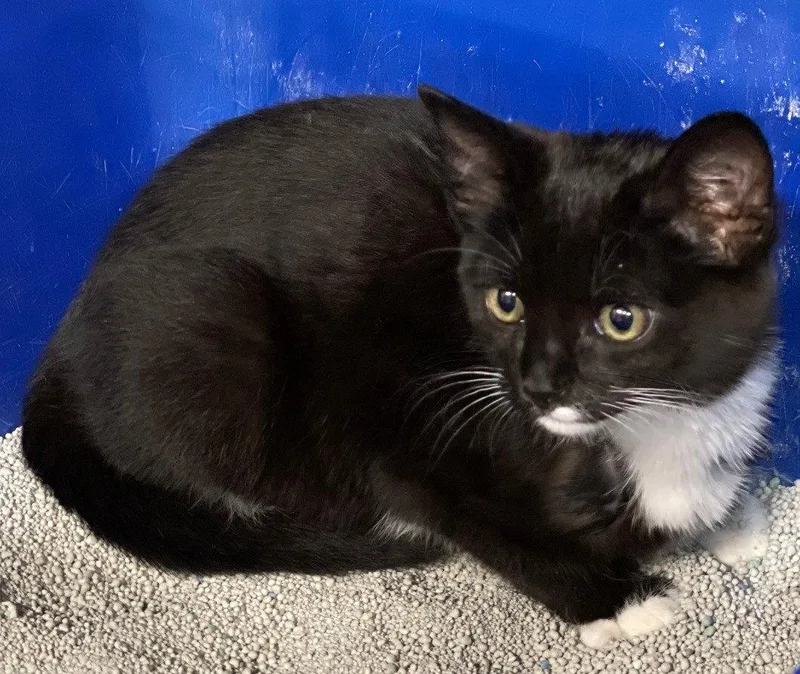 A baby medium-sized female Domestic Short Hair cat named Suzy for adoption in Island Lake, IL